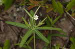 Flowering spurge